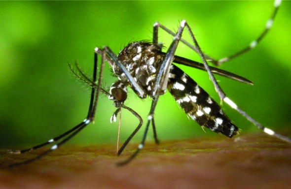 Concórdia confirma caso de dengue autóctone